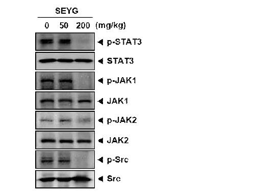 Western blot analysis showed the inhibition of p-STAT3, p-JAK1, p-JAK2, and p-Src by SEYG in whole cell extracts from animal tissue. The same blots were stripped and reprobed with STAT3, JAK1, JAK2, and Src antibody to verify equal protein loading.