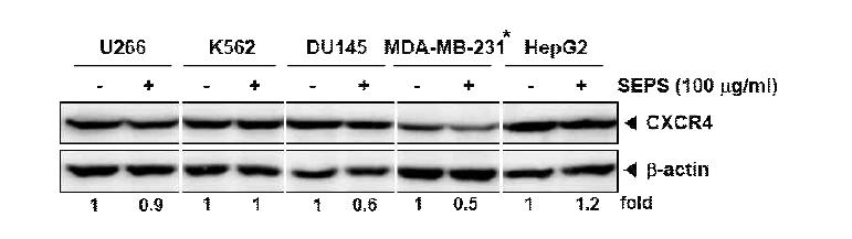 U266, K562, DU145, MDA-MB-231, and HepG2 cells were incubated at 37 ℃ with 100 ug/mL of SEPS for 24 h.