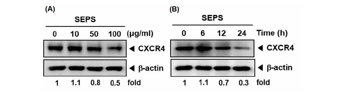 (A) MDA-MB-231 cells were treated with various indicated concentrations of SEPS. Then equal amounts of lysates were analyzed by Western blot analysis using antibody against CXCR4. (B) MDA-MB-231 cells were treated with various indicated time intervals of SEPS. Then equal amounts of lysates were analyzed by Western blot analysis using antibody against CXCR4. The results shown here are representative of three independent experiments.
