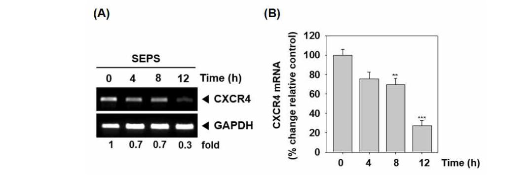 (A) SEPS suppresses the expression of CXCR4 mRNA. Cells (1 × 106 cells/well) were treated with 100 ug/mL SEPS for the indicated times. Total RNA was isolated and analyzed by an RT-PCR assay. GAPDH was used to show equal loading of total RNA. The results shown are representative of three independent experiments. (B) Graphs represent band intensities of CXCR4 mRNA. Data was expressed as mean ± SD.