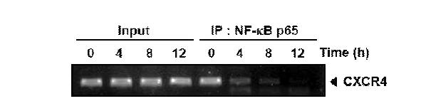 SEPS inhibits binding of NF-kB to the CXCR4 promoter.