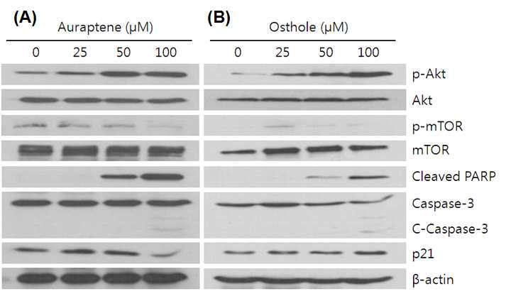 Western blot analysis of apoptosis-related protein expression in auraptene and osthole-treated SNU-1 cells (A: Auraptene, B: Osthole).