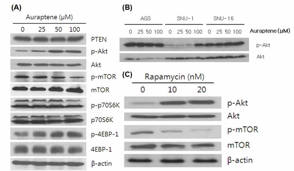 Inhibition of mammalian target of rapamycin (mTOR) signaling by auraptene leads to an increase of Akt phosphorylation in SNU-1 cells.