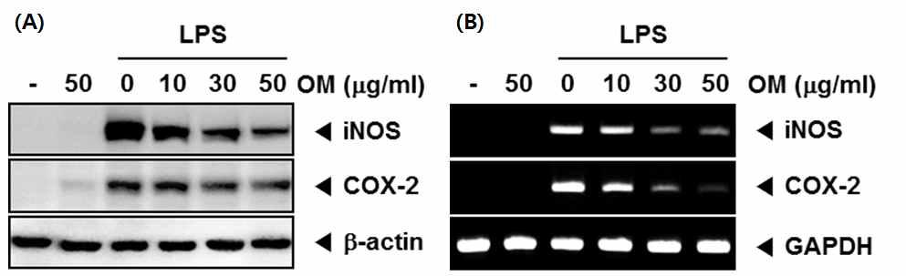 Inhibition of iNOS and COX-2 expressions by OM in LPS-stimulated RAW 264.7 cells.