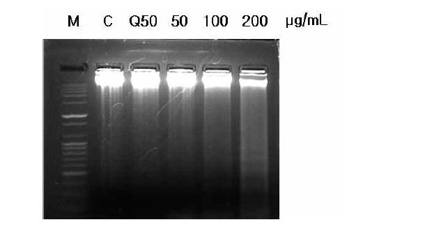 DNA fragmentation of HeLa cells induced by Jeju traditional mature Dangyuja peel super critical extract (Q50: Quercetin 50 μM).