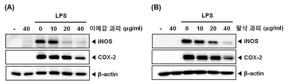 Inhibition of the fraction from Iyokan and hassaku pericarp on LPS‐induced iNOS,COX-2 gene products in RAW 264.7 macrophages (A) 이예감 과피. (B) 팔삭 과피.