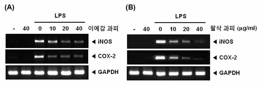 Inhibition of iNOS and COX-2 mRNA expressions by fraction from Iyokan and hassaku pericarp in LPS-stimulated RAW264.7 cells (A) 이예감 과피. (B) 팔삭 과피.