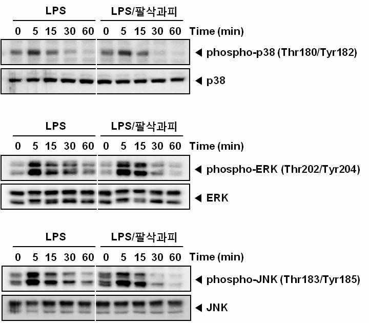 Effects of fraction from Citrus hassaku pericarp on LPS‐induced activation of p38, ERK, and JNK.