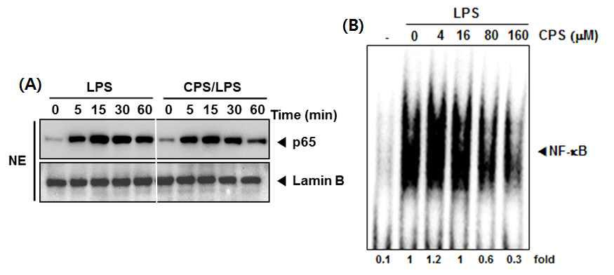 (A) Cells were pretreated with 160 uM of CPS for 1 h and stimulated with LPS (1 ug/mL) for the indicated times and the nuclear extracts were prepared, resolved by SDS-PAGE, and electrotransferred to a PVDF membrane, after which Western blot analyses using anti‐p65 antibody was performed. Lamin B protein was used as a loading control. The results shown are representative of the three independent experiments. (B) Cells were pretreated with the indicated concentrations of CPS for 1 h and stimulated with LPS (1 ug/mL) for 1 h; nuclear extracts were prepared as described in the methods section. Detection of NF-kB binding activities was performed by electrophoretic mobility shift assay (EMSA). The specificity of NF-kB complex formation was verified in the LPS ‐only sample by displacement with a 50-fold excess of the unlabeled mutated oligonucleotide (mut) and a 50-fold excess of the unlabeled consensus oligonucleotide (cold) (Data not shown).