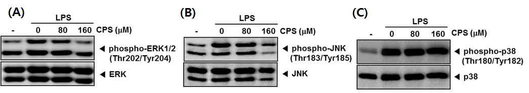 (A, B, and C) The cells were pretreated with the indicated concentrations of CPS for 1 h and stimulated with LPS (1 ug/mL) for 1 h; whole‐cell extracts were prepared, resolved by SDS-PAGE, and electrotransferred to a PVDF membrane. After which Western blot analysis using phospho-specific anti-ERK, phospho-specific anti-JNK, and phospho-specific anti-p38 antibodies was performed. The same membranes were reblotted with anti-ERK, anti-JNK, and anti-p38 antibodies. The results shown are representative of the three independent experiments.