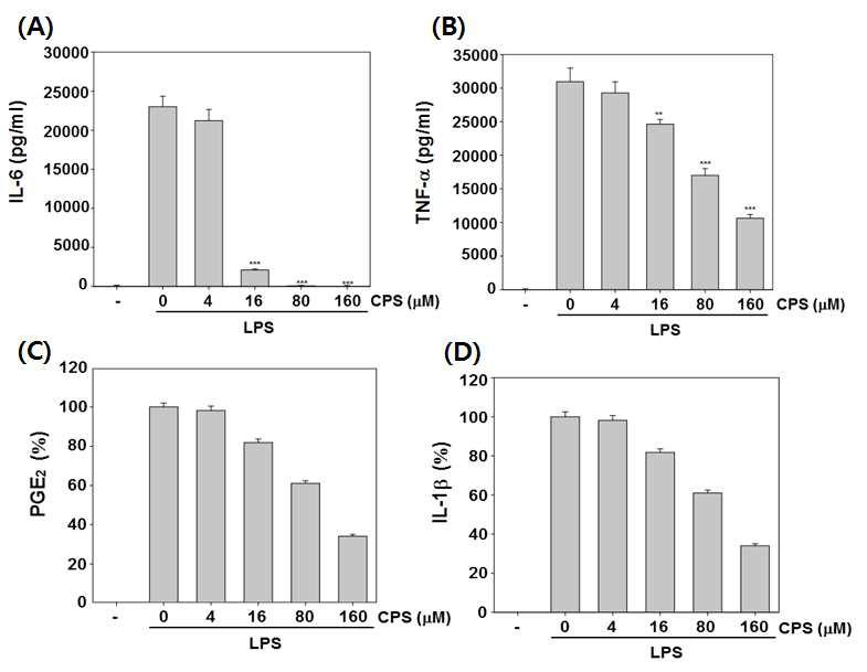Cells were pretreated with different concentrations of CPS for 1 h and stimulated with LPS (1 ug/mL final concentration) for 24 h. (A) The amount of TNF-α release was determined by a TNF-α antibody‐coated enzyme‐linked immunosorbent assay (ELISA) kit, as described in the Materials and methods. (B) The amount of IL-6 release was determined by an IL-6 antibody coated ELISA kit, as described in the Materials and Methods. (C) The amount of PGE2 release was determined by the mouse PGE2 ELISA kit. Data were obtained from three independent experiments and were expressed as means ± SD. (D) The amount of IL-1β release was determined by an IL-1b antibody‐coated ELISA kit.