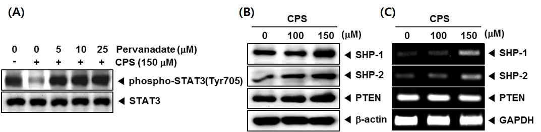 (A) U266 cells were treated with the indicated concentrations of pervanadateand 150 uM CPS for 6 h. Whole-cell extracts were prepared and immunoblotted with antibodies for phospho-STAT3 (Tyr705). The same blots were stripped and reprobed with STAT3 antibody to verify equal protein loading. (B and C) U266 cells were treated with the indicated concentrations of CPS for 6 h. (B) Whole-cell extracts were prepared and immunoblotted with antibodies for SHP-1, SHP-2, and PTEN. The same blots were stripped and reprobed with β-actin antibody to verify equal protein loading. (C) Total RNA was extracted and examined for expression of SHP-1, SHP-2, and PTEN by Reverse Transcription-Polymerase Chain Reaction (RT-PCR). Glyceraldehyde-3-phosphate dehydrogenase (GAPDH) was used as an internal control to show equal RNA loading.