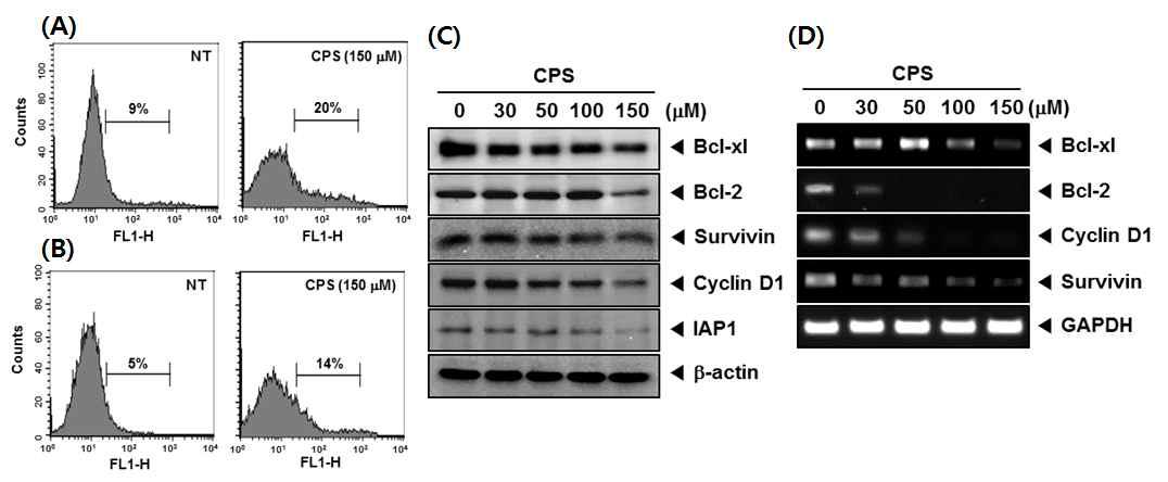 (A and B) U266 cells were treated 150 uM of CPS for 24 h, incubated with an anti-Annexin V antibody conjugated with fluorescein isothiocyanate (A), TUNEL-Label mix conjugated with the TUNEL-Enzyme (B) and then analyzed with a flow cytometer for apoptotic DNA fragmentation effects. (C and D) U266 cells were treated with the indicated concentrations of CPS for 24 h. (C) Whole-cell extracts were prepared; 30 ug portions of those extracts were resolved on 10% SDS-PAGE and probed against Bcl-xl, Bcl-2, Cyclin D1, Survivin, and IAP1 antibodies. The same blots were stripped and reprobed with β -actin antibody to verify equal protein loading. (D) Total RNA was extracted and examined for the expression of Bcl-xl, Bcl-2, CyclinD1, and Survivin by RT-PCR. GAPDH was used as an internal control to show equal RNA loading.