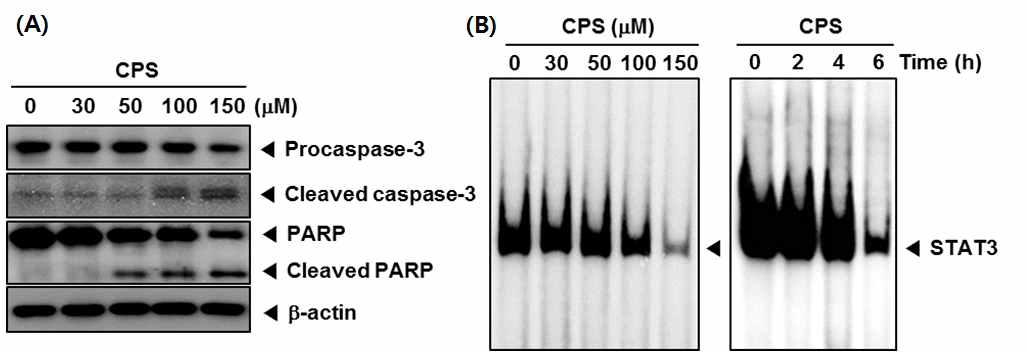 (A) U266 cells were treated with the indicated concentrations of CPS for 24 h. Whole-cell extracts were prepared and immuneblotted with antibodies for Caspase-3 and PARP. The same blots were stripped and reprobed with β-actin antibody to verify equal protein loading. (B) U266 cells were treated with the indicated concentrations of CPS for 6 h and analyzed for nuclear STAT3 levels by EMSA (left panel) . U266 cells (1 × 106 cells/mL) were treated with 150 uM CPS for the indicated times and analyzed for nuclear STAT3 levels by EMSA (right panel) .