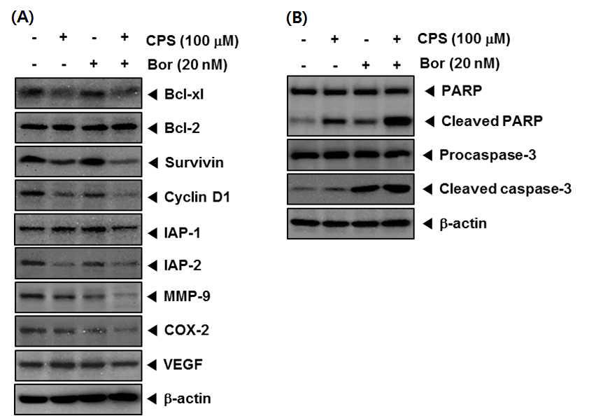 U266 cells (1 × 106 cells/well) were cotreated with CPS for 6 h prior to bortezomib treatment and added with bortezomib for 24 h, (A) And then whole-cell extracts were prepared; 30 ug portions of those extracts were resolved on 10% SDS-PAGE and probed against anti-apoptotic, proliferative, and metastatic, and angiogenic gene products. The same blots were stripped and reprobed with β-actin antibody to verify equal protein loading. (B) Whole-cell extracts were prepared and immunoblotted with antibodies against Caspase-3 and PARP. The same blots were stripped and reprobed with β-actin antibody to verify equal protein loading.