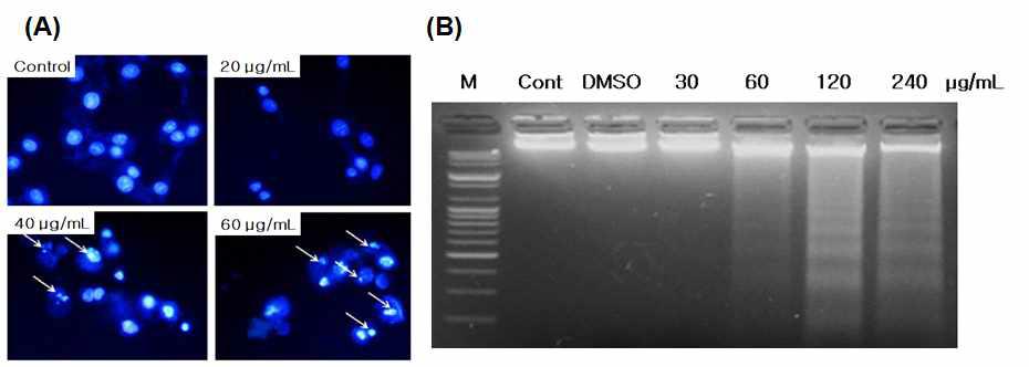 Effects of DPEO on nuclear Hoechst33342 staining and DNA fragmentation.