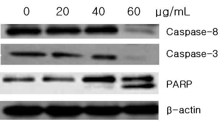 Immunoblot analysis of apoptosis-related protein expression in DPEO treated U373 cells.