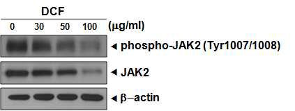 DCF suppresses constitutive activation of Janus like kinase (JAK) 2.