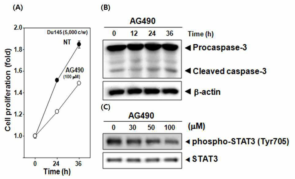 AG490 suppresses cell proliferation and indeces caspase-3 activation.