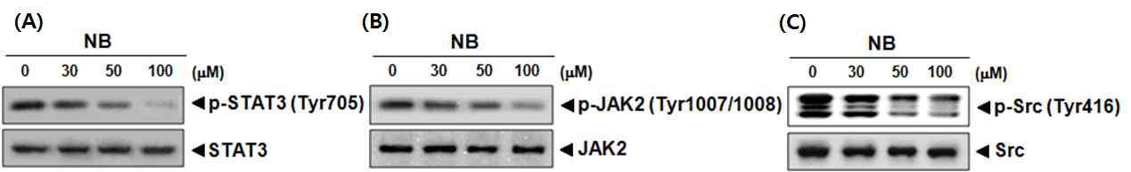 Nobiletin suppresses constitutive activation of STAT3, JAK and Src.
