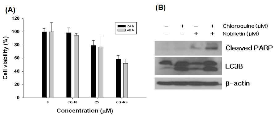 Chloroquine inhibits autophagy and sensitizes SNU-16 cells to cytotoxic actions of nobiletin.