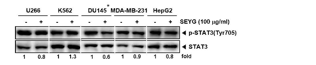 Cells were incubated with the indicated concentrations of SEYG for 6 h.