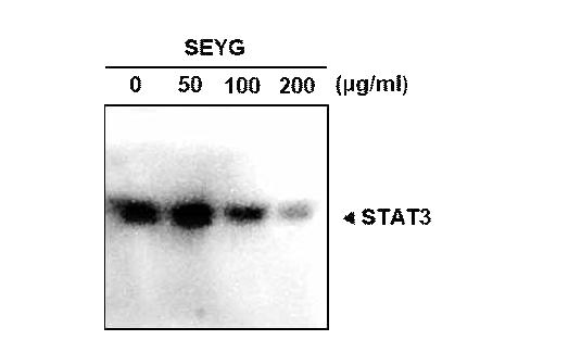 SEYG suppresses STAT3 binding activity.