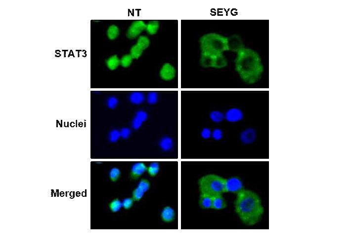 SEYG causes the inhibition of translocation of STAT3 to the nucleus.