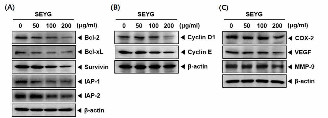 DU145 cells were incubated with the indicated concentrations of SEYG for 24 h.