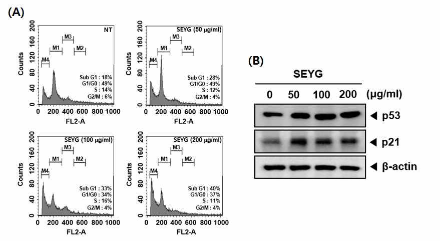 (A) After DU145 cells were seeded onto 6-well plates, they were incubated with the indicated concentrations of SEYG for 24 h. Then, the cells were fixed and analyzed using a flow cytometry. (B) DU145 cells were incubated with the indicated concentrations of SEYG for 24 h.