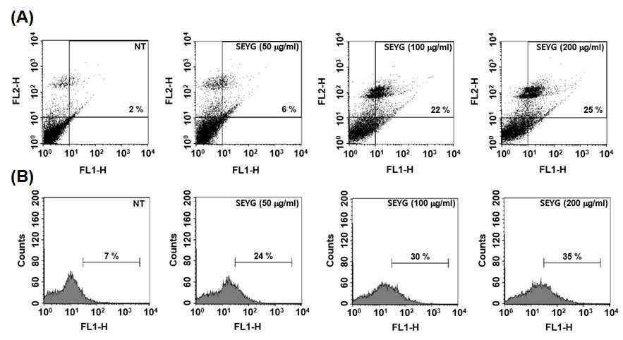(A) Cells were treated with indicated concentrations of SEYG for 24 h. Afterward, they were incubated with anti-annexin V antibody conjugated with FITC plus PI and analyzed with a flow cytometer for apoptotic effects. (B) Cells were treated with indicated concentrations of SEYG for 24 h. Cells were fixed, stained with TUNEL assay reagent, and then analyzed with flow cytometer.