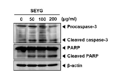 After DU145 cells were seeded onto 6-well plates, they were treated with various indicated concentrations of SEYG for 24 h.