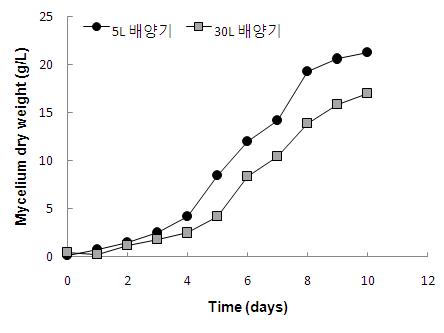 5L와 30L 발효기에서의 붉은덕다리버섯 균사체 생산성 비교 그래프