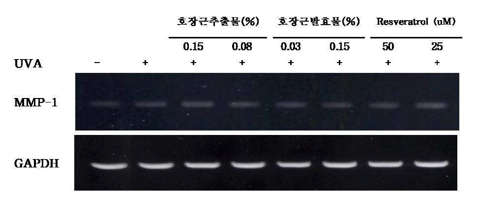 UVA 조사 후 섬유아세포의 호장근추출물 및 호장근추출발효물, resveratrol의 MMP-1 mRNA 저해 활성 결과