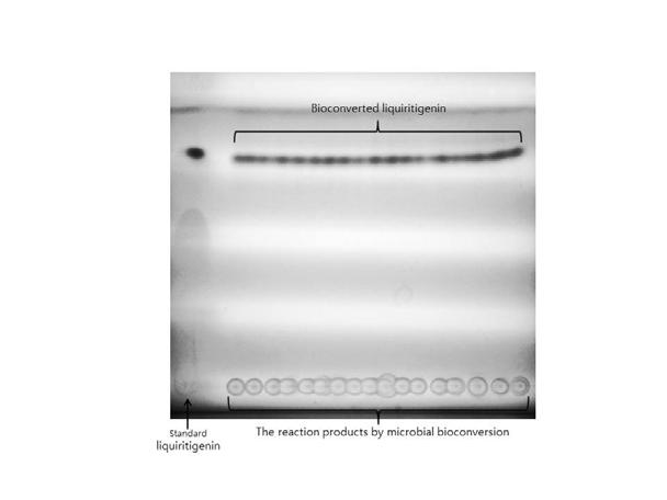 Silica gel thin layer chromatograph (TLC) 방법을 이용하여 생물 전환 된 liquiritigenin의 부분정제
