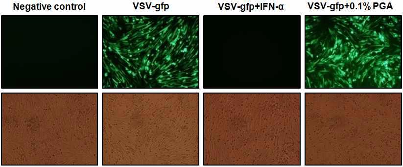 BHK-21 세포에서의 폴리감마글루탐산에 의한 RNA 바이러스 감염억제