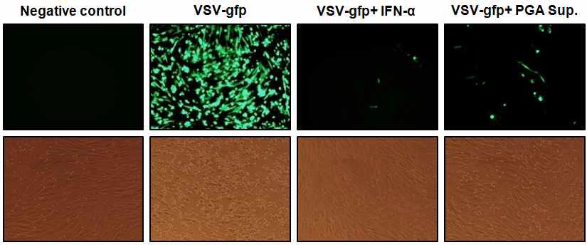 폴리감마글루탐산에 의해 유도된 면역활성물질로 자극을 받은 BHK-21 세포에서의 RNA 바이러스 감염억제