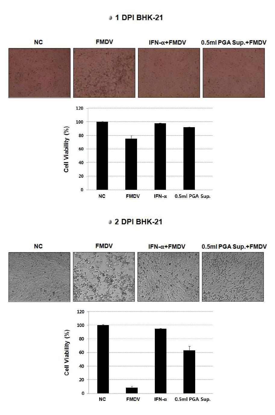 폴리감마글루탐산으로 자극시킨 돼지 면역세포의 상등액으로 자극시킨 BHK-21 세포에서의 구제역 바이러스 억제 효능검증