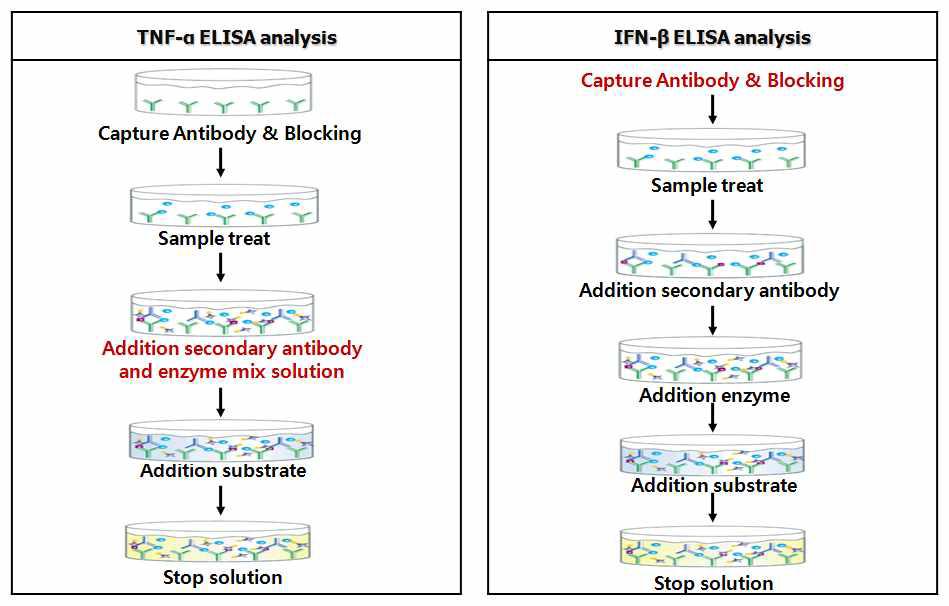 TNF-α 및 IFN-β ELISA 분석 모식도