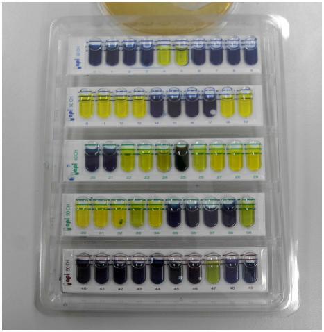유산균 동정용 APIkit사진