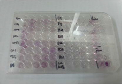 2일 배양 후 MTT assay 결과