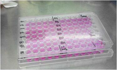 시료처리한 RAW 264.7 cell-line