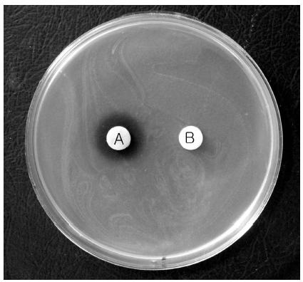 분리주 FBT26의 E.coliO157:H7에 대한 항균활성 확인 (A:FBT26,B:control)