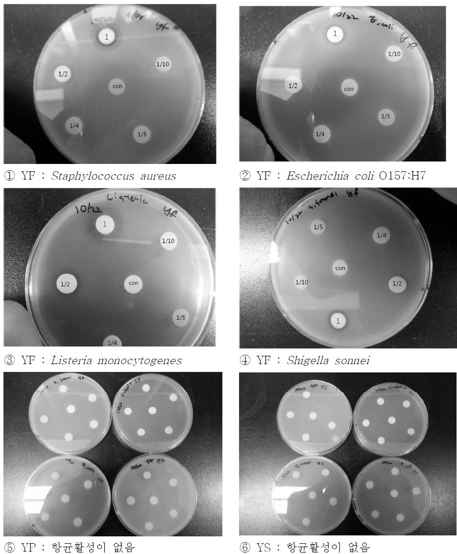 유자추출물을 이용한 항균활성 확인 실험