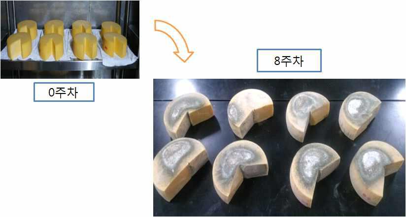 Effect of fungal growth inhibition of during the ripening of Asiago cheese added with antifungal lactic acid bacteria.