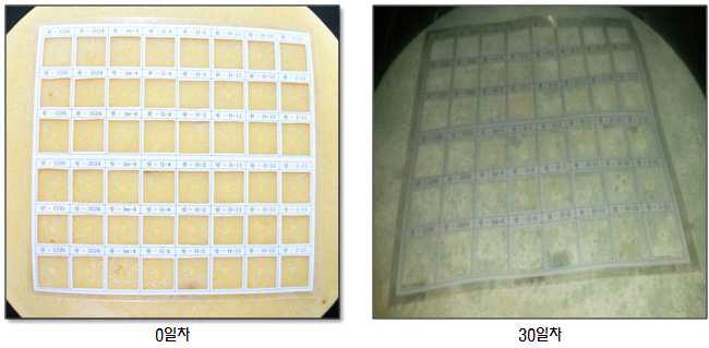 Effect of antifungal lactic acid bacteria culture medium on the fungal growth inhibition of surface on Berg cheese.