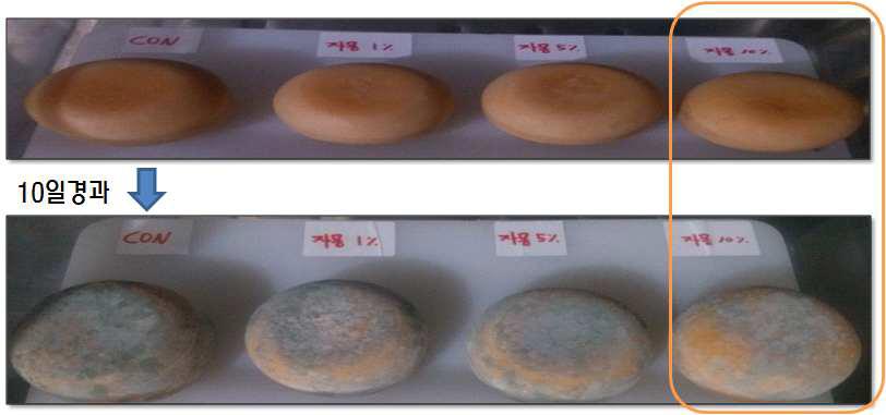 Antifungal test of Gouda cheese on the surface using grapefruit seed extract.