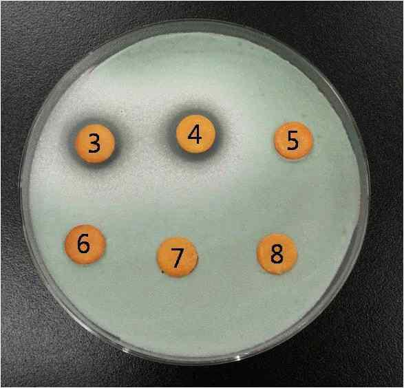 Effects of pH on the antifungal activity of ALH culture medium. 3: pH 3.0, 4: pH 4.0, 5: pH 5.0, 6: pH 6.0, 7: pH 7.0, 8: pH 8.0.