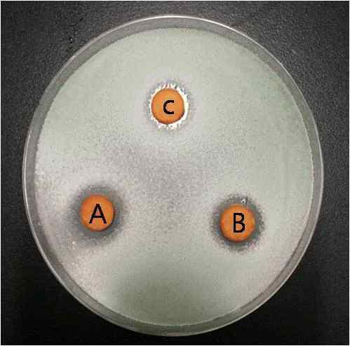 Effects of enzyme treatment(proteinase K, protease) on the antifungal activity of ALH culture medium.