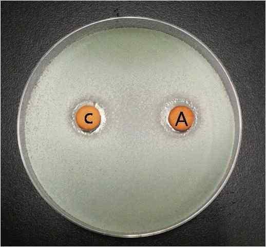 Effects of catalase treatment on the antifungal activity of ALH culture medium.